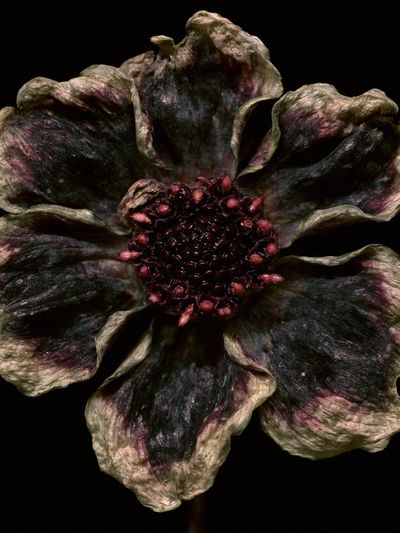 Dark Bloom Botanical Print.