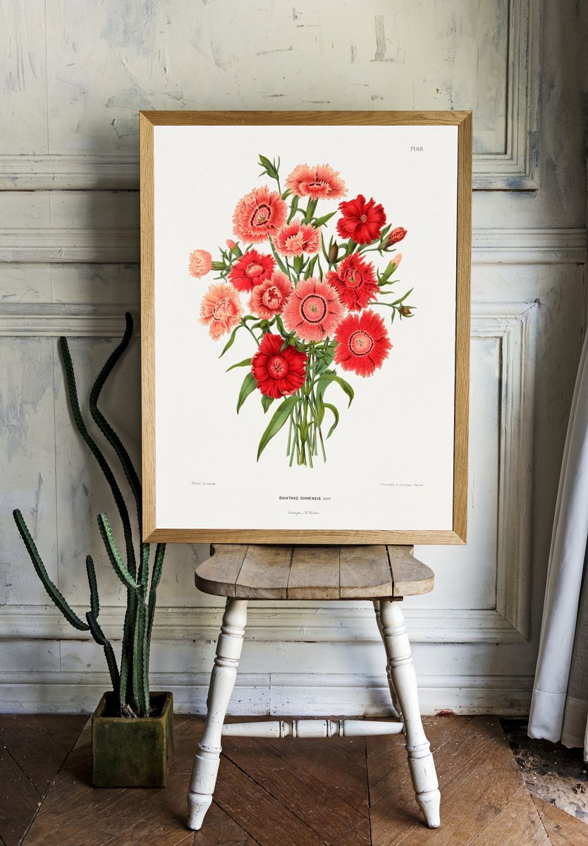 rainbow pink flower (Dianthus Chinensis Var.) chromolithograph plates. — room view 1