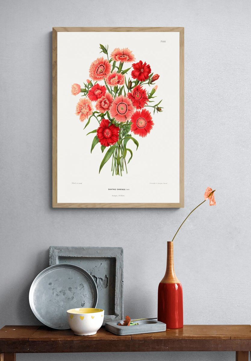 rainbow pink flower (Dianthus Chinensis Var.) chromolithograph plates. — room view 3