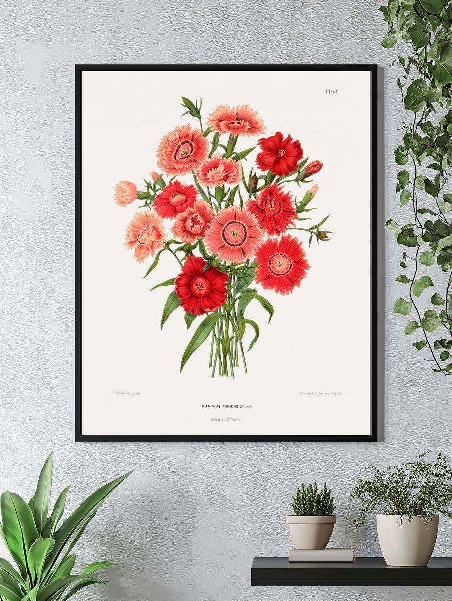 rainbow pink flower (Dianthus Chinensis Var.) chromolithograph plates. — room view 4
