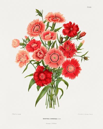 rainbow pink flower (Dianthus Chinensis Var.) chromolithograph plates. poster