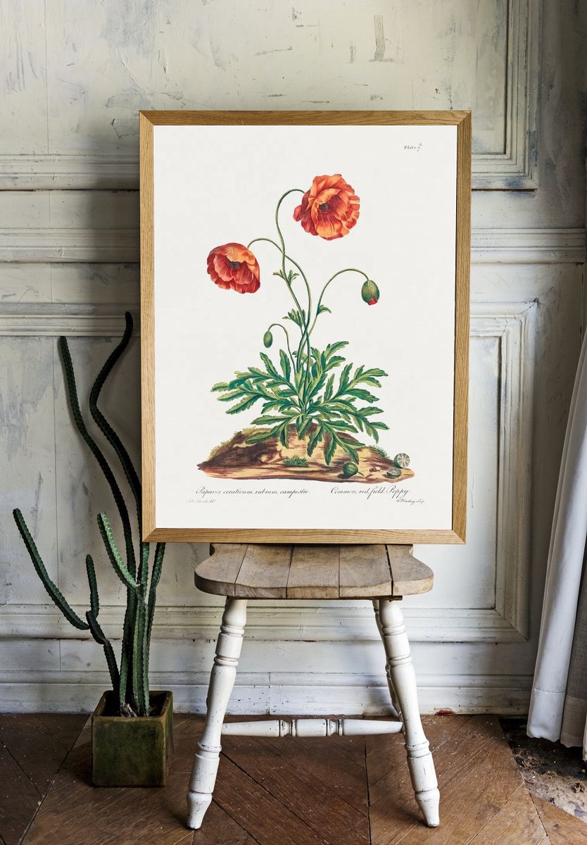 Common, Red Field Poppy (1775). — room view 1