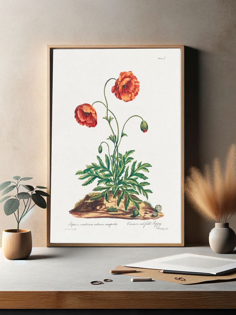 Common, Red Field Poppy (1775). — room view 2
