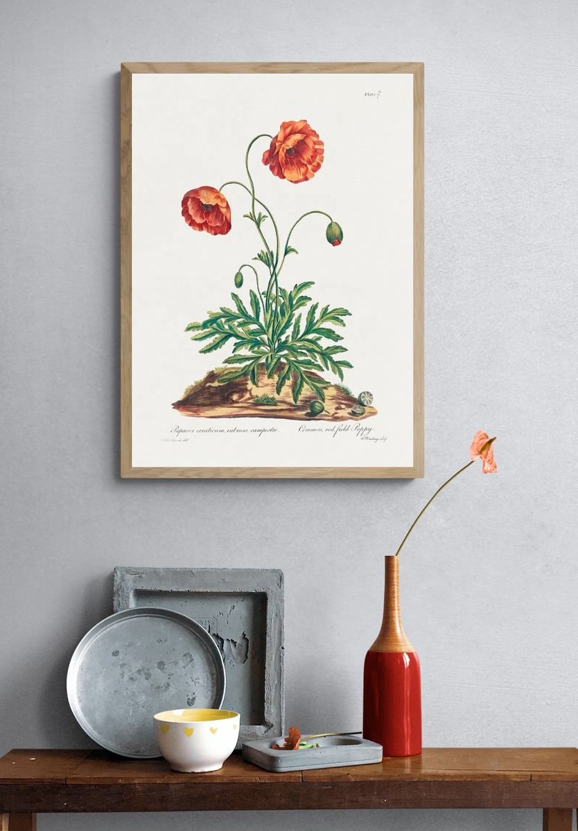 Common, Red Field Poppy (1775). — room view 3