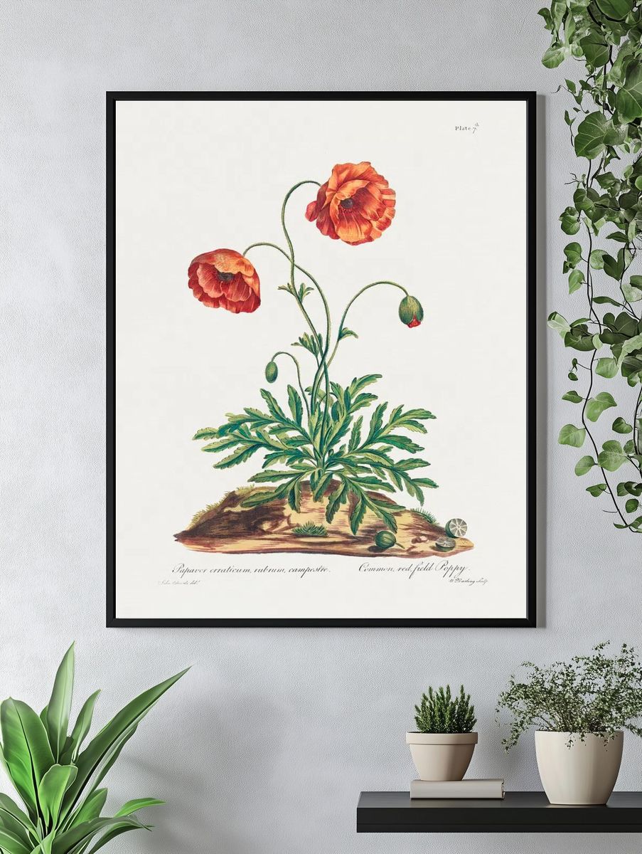 Common, Red Field Poppy (1775). — room view 4