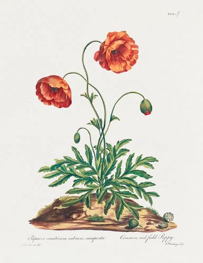 Common, Red Field Poppy (1775).