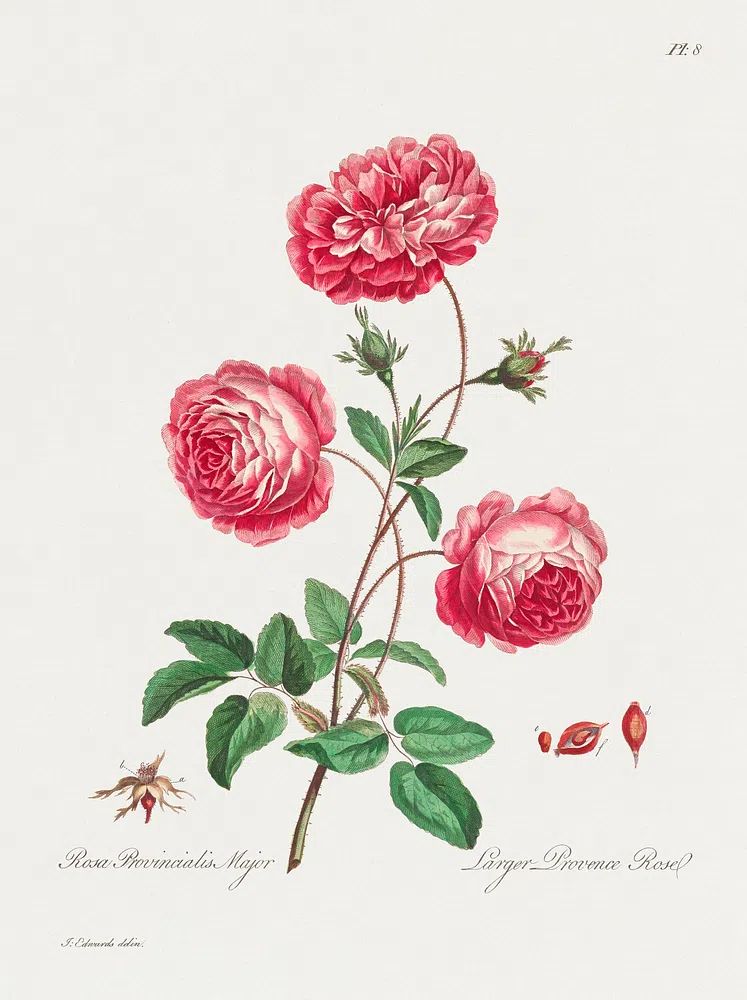 Larger Provence Rose (1770–1775) high. poster detail