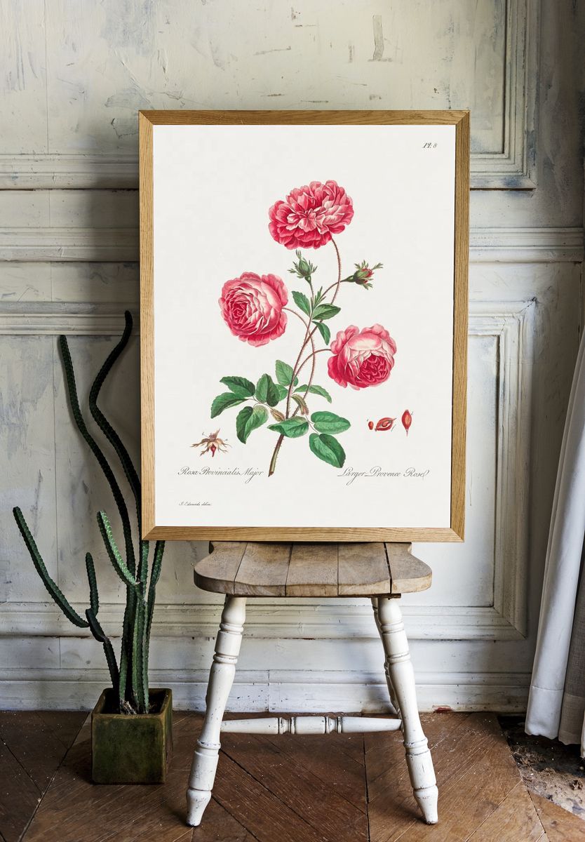 Larger Provence Rose (1770–1775) high. — room view 1