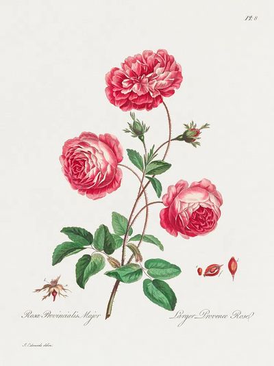 Larger Provence Rose (1770–1775) high. poster