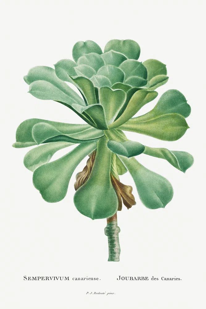 Sempervivum Canariense Image Histoire des. poster detail