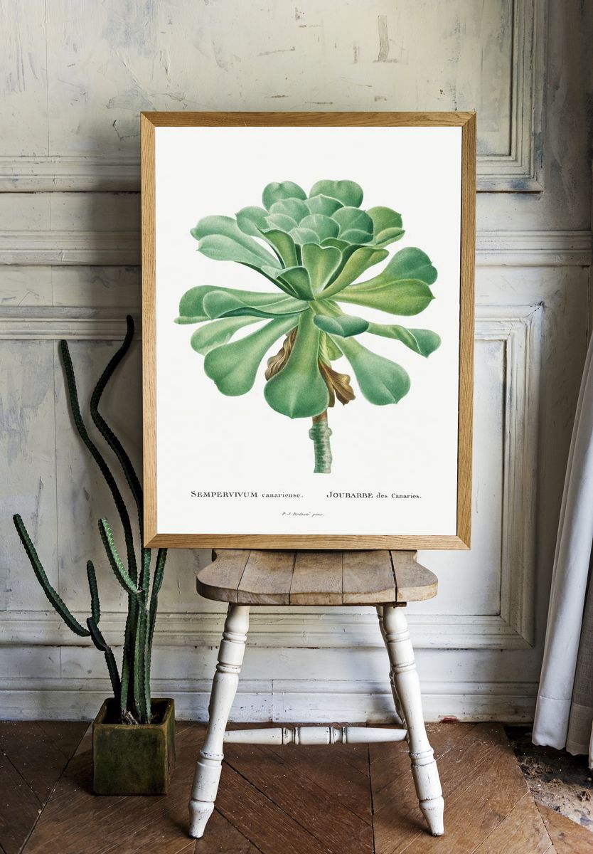 Sempervivum Canariense Image Histoire des. — room view 1