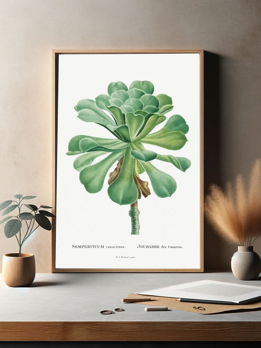 Sempervivum Canariense Image Histoire des. — room view 2