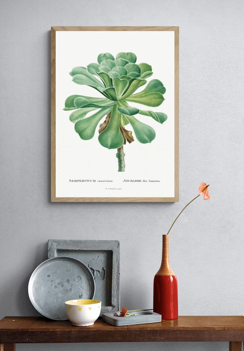 Sempervivum Canariense Image Histoire des. — room view 3