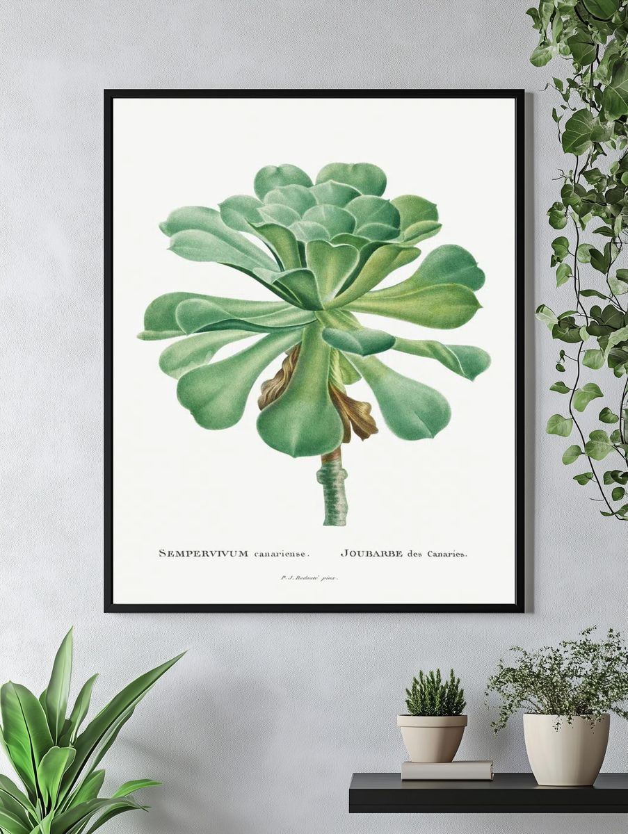 Sempervivum Canariense Image Histoire des. — room view 4