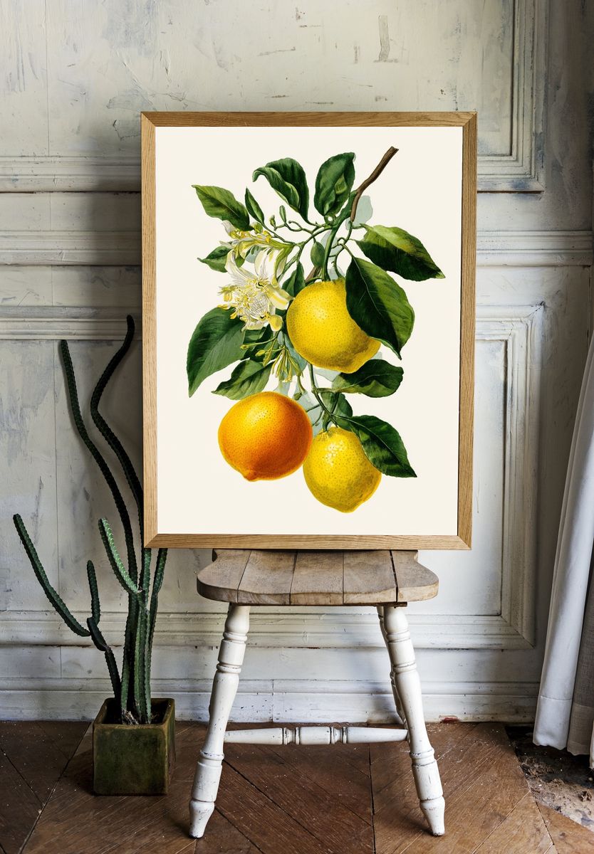 Citrus Fruits Botanical Print. — room view 1
