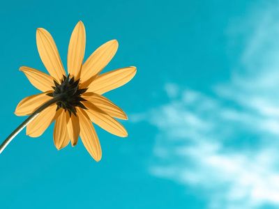 Yellow daisy blue sky.