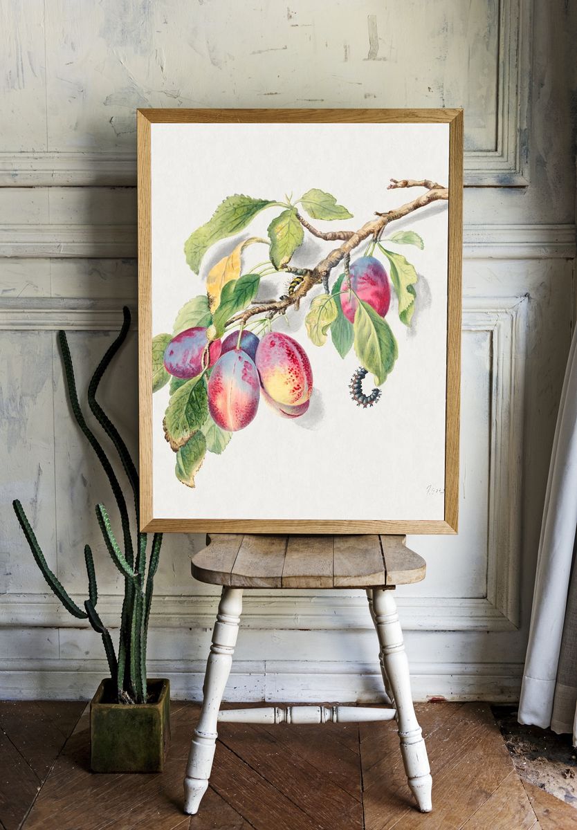 18th century illustration branch cluster. room preview