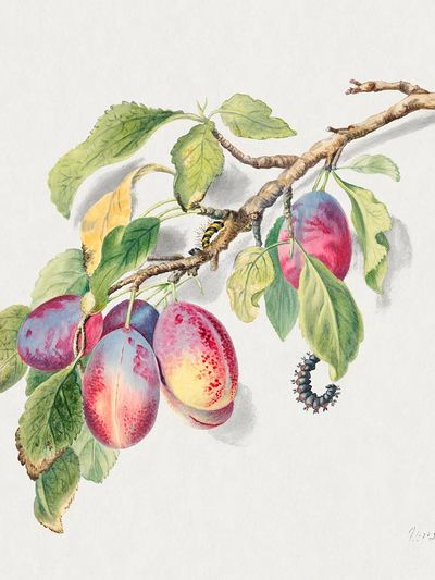 18th century illustration branch cluster.