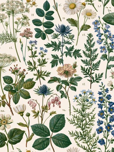 Botanical Herbarium Illustration Poster.
