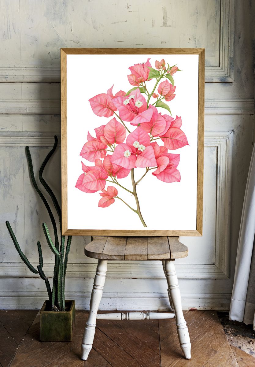 Pink Bougainvillea Botanical Poster. room preview