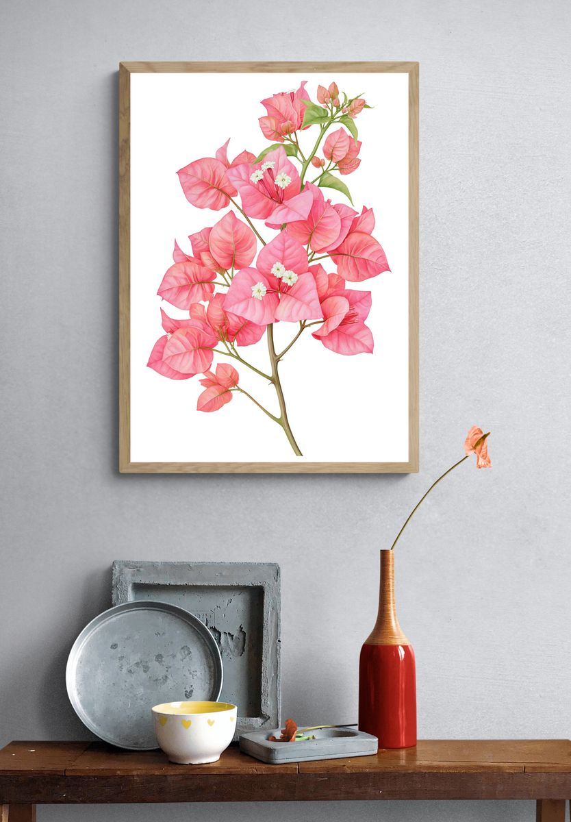 Pink Bougainvillea Botanical Poster. — room view 3