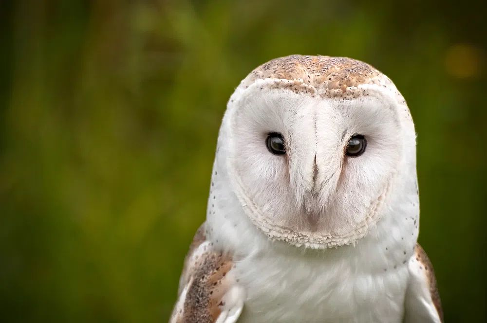 Barn Owl Portrait Poster. poster detail
