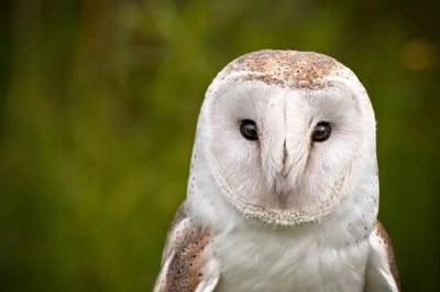 Barn Owl Portrait Poster. poster