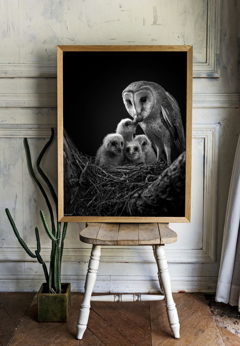 Barn Owl Family Black-White Poster. — room view 1