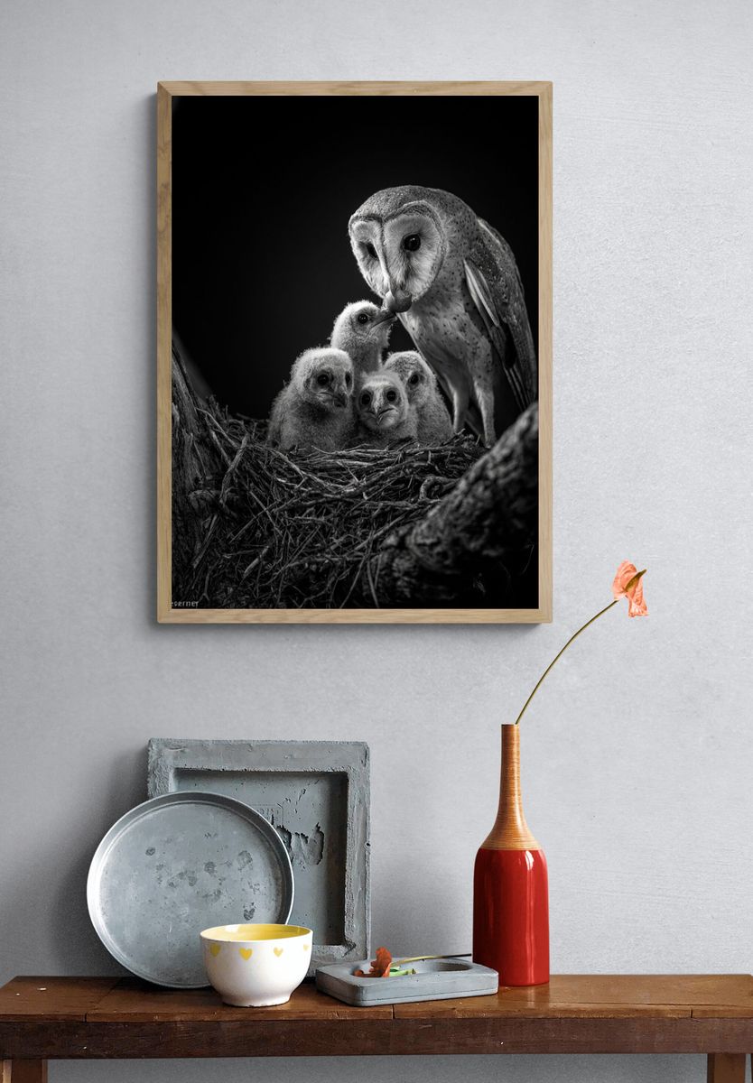 Barn Owl Family Black-White Poster. — room view 3