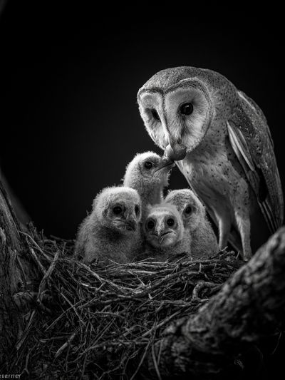 Barn Owl Family Black-White Poster.