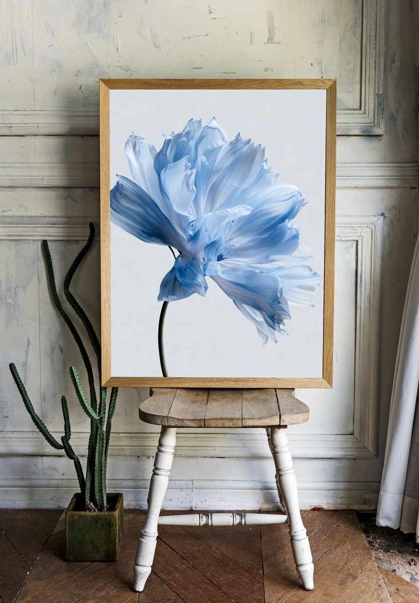 Blue Poppy Bloom Photography Poster. — room view 1