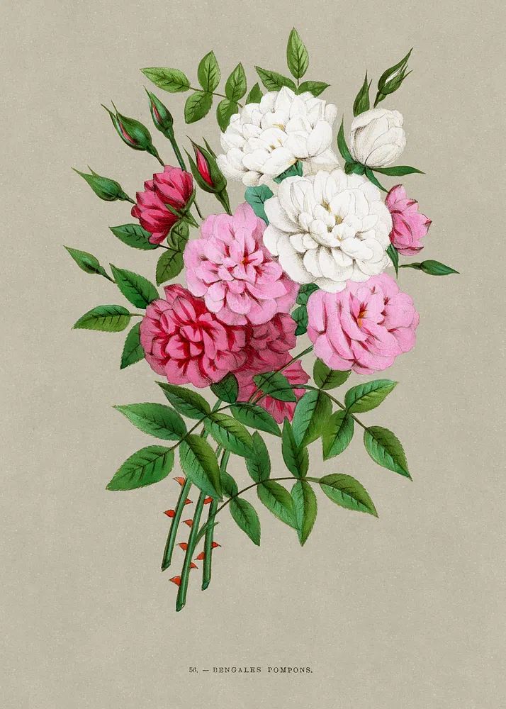 Bengale Pompons — Botanical Print. poster detail