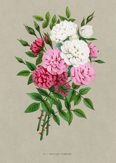 Bengale Pompons — Botanical Print. poster