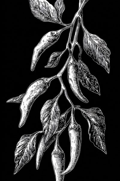 Chili Peppers Botanical Illustration Poster. poster print
