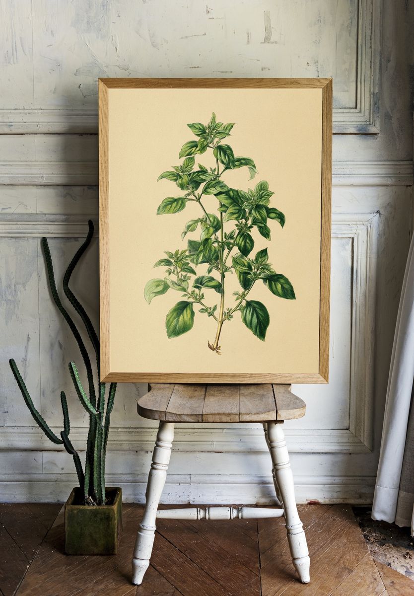 Basil Plant Botanical Print. — room view 1