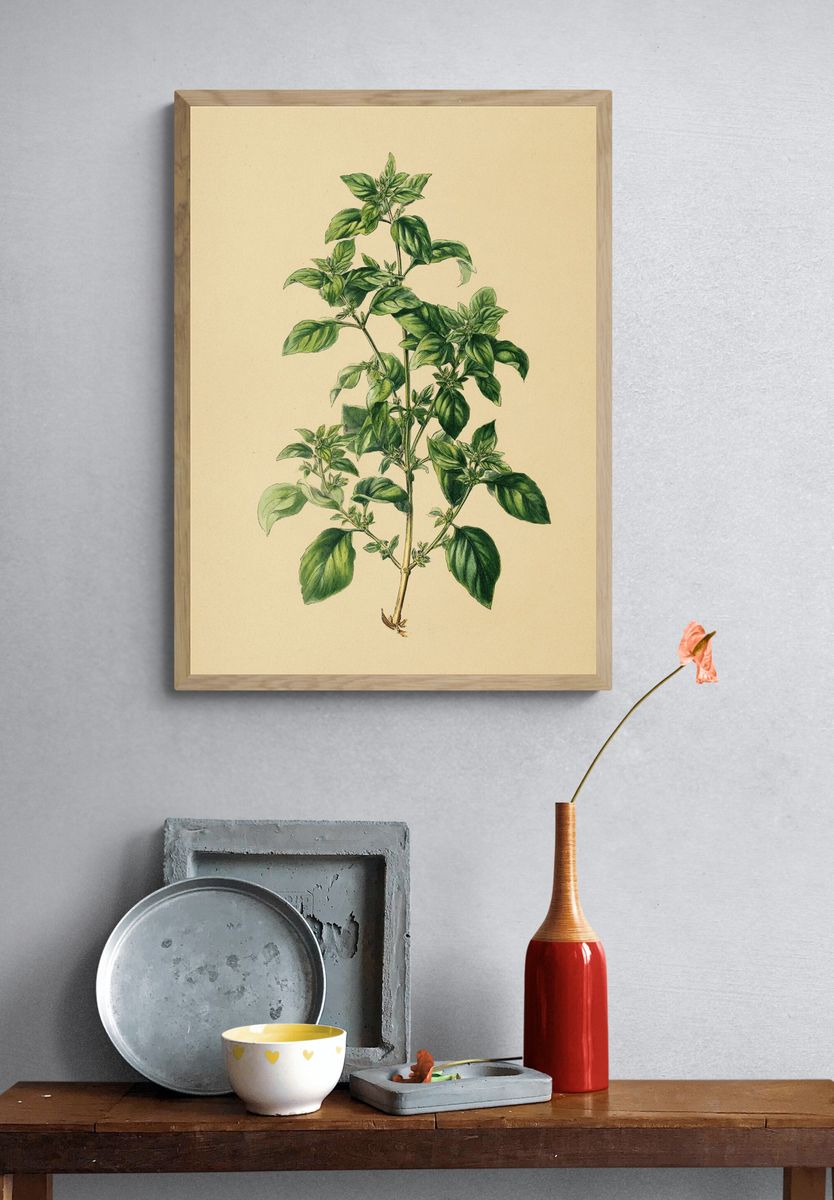 Basil Plant Botanical Print. — room view 3