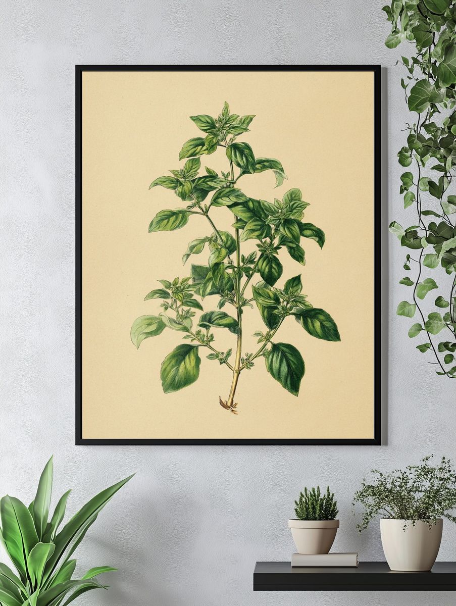 Basil Plant Botanical Print. — room view 4
