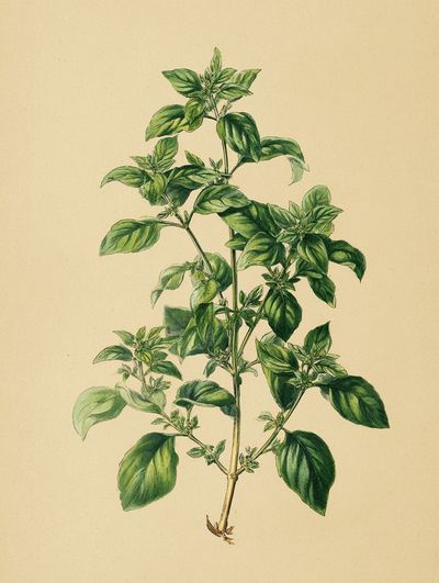 Basil Plant Botanical Print. poster