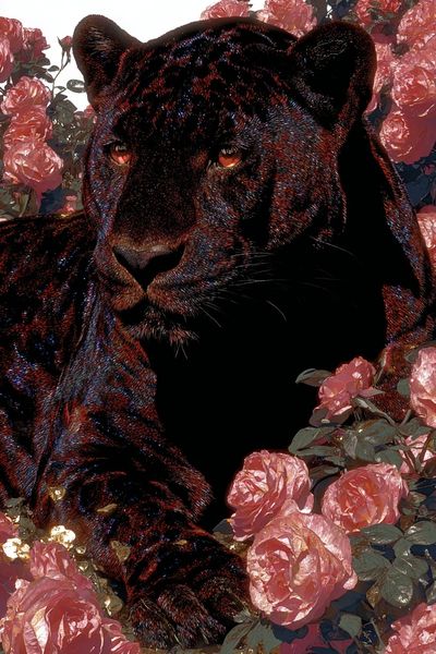 Black Panther Among Roses — Art Print. poster print