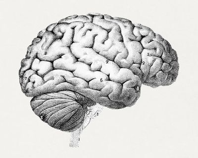 Anatomical Brain Illustration Poster. poster print