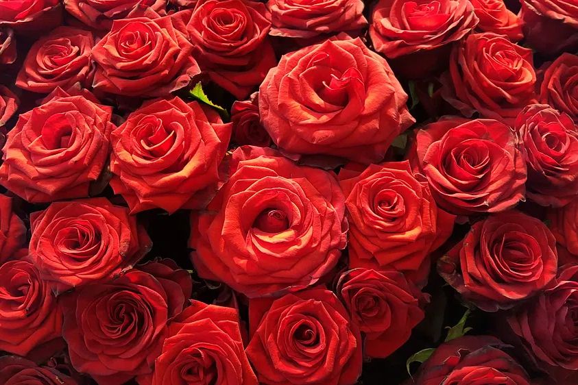 Red Roses — Botanical Print. poster — botanical art