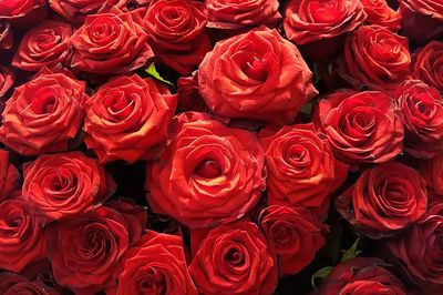 Red Roses — Botanical Print. poster