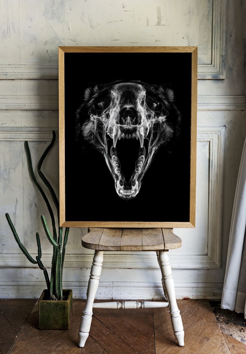 Roaring Bear Skull Black-White Poster. room preview