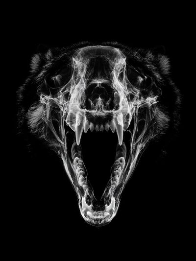 Roaring Bear Skull Black-White Poster.