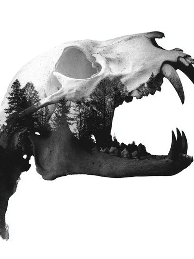 Bear Skull Double Exposure Print. poster