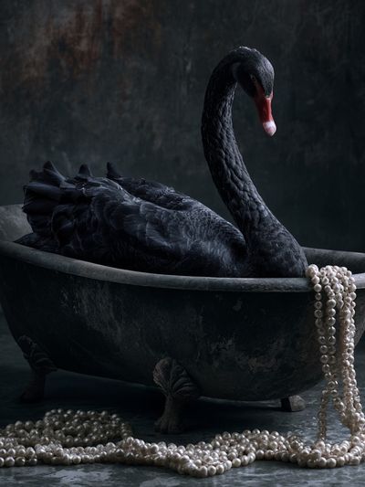 Black Swan Pearl Bath Poster.