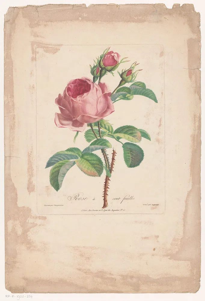 Rose à Cent Feuilles — Botanical Print. poster detail