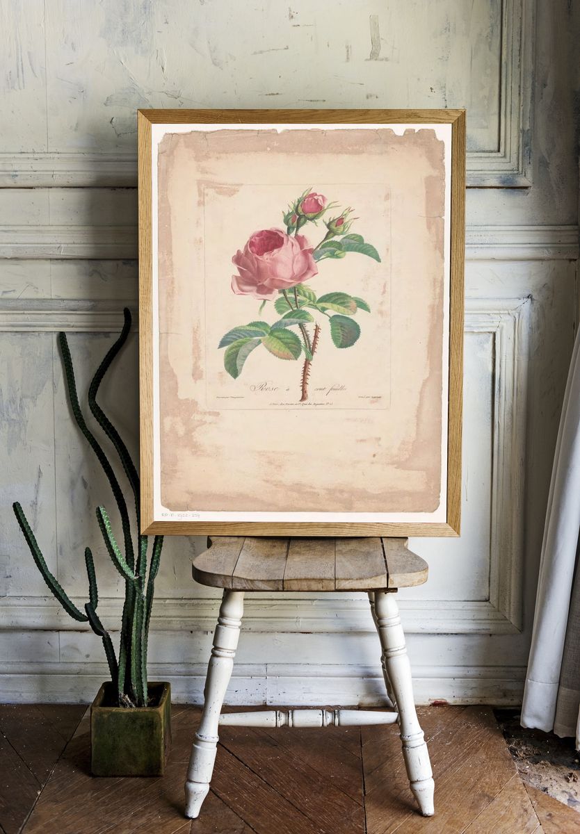 Rose à Cent Feuilles — Botanical Print. — room view 1