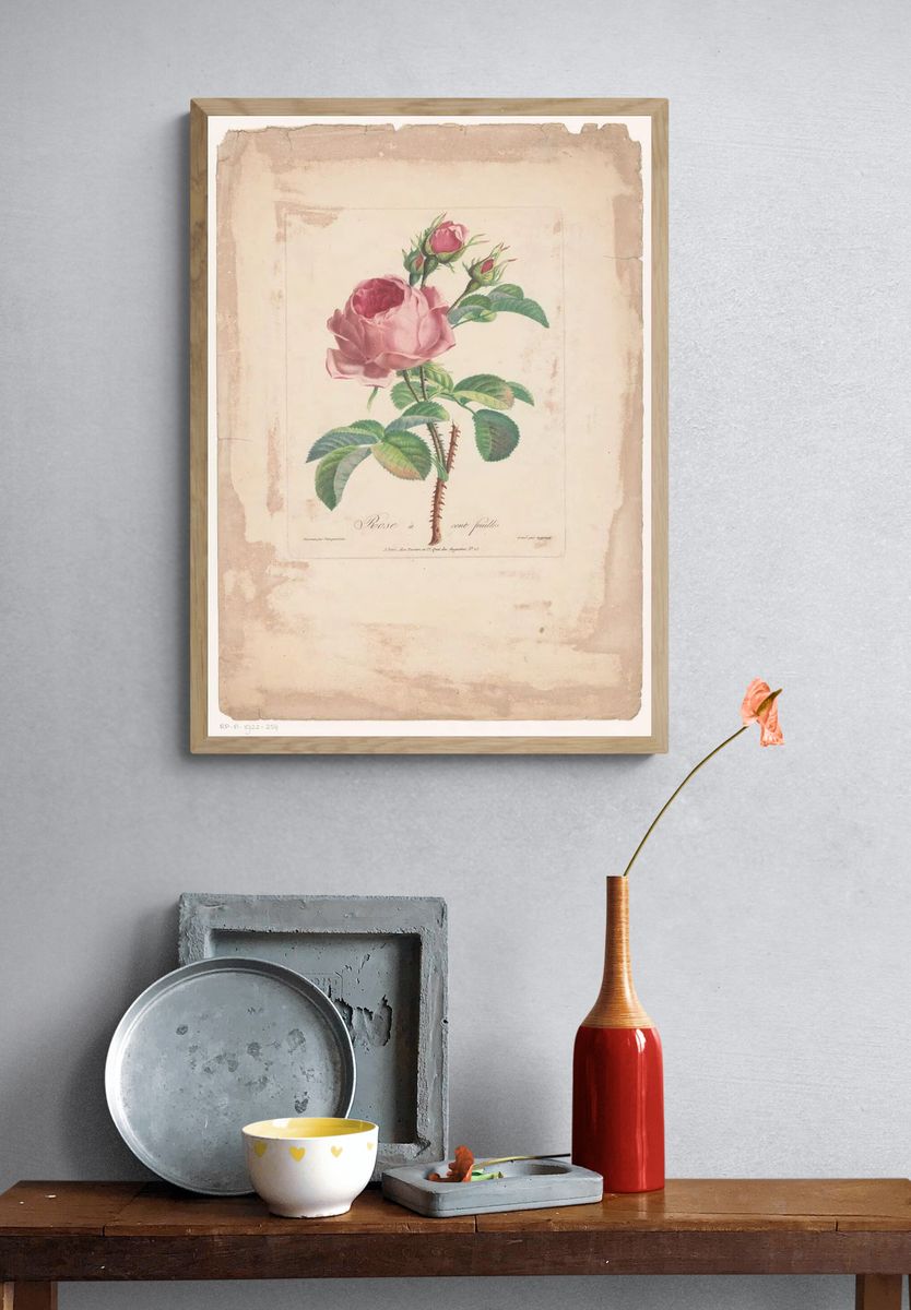 Rose à Cent Feuilles — Botanical Print. — room view 3