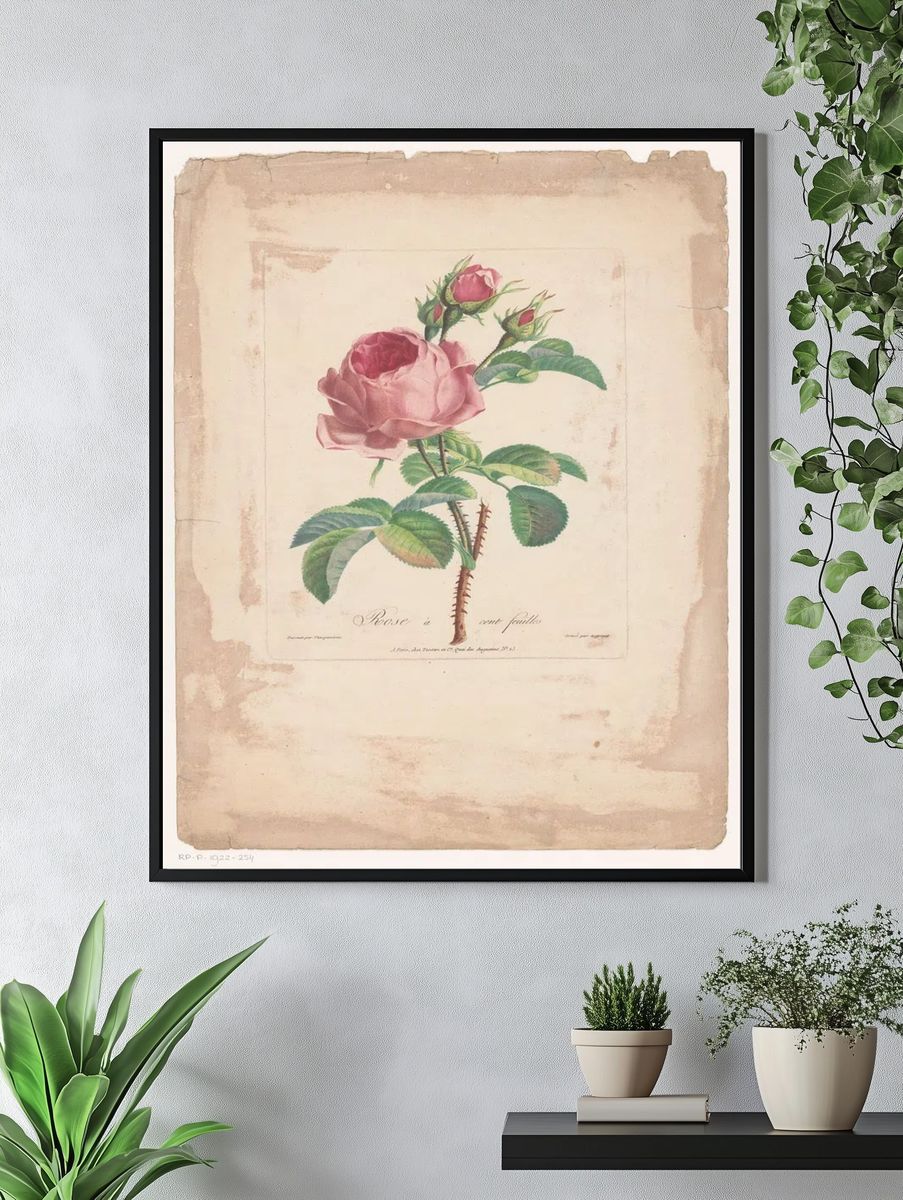 Rose à Cent Feuilles — Botanical Print. — room view 4